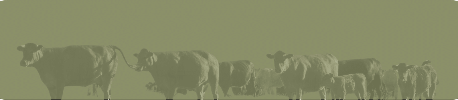 Regenerative Farming – saving the planet one steak at a time